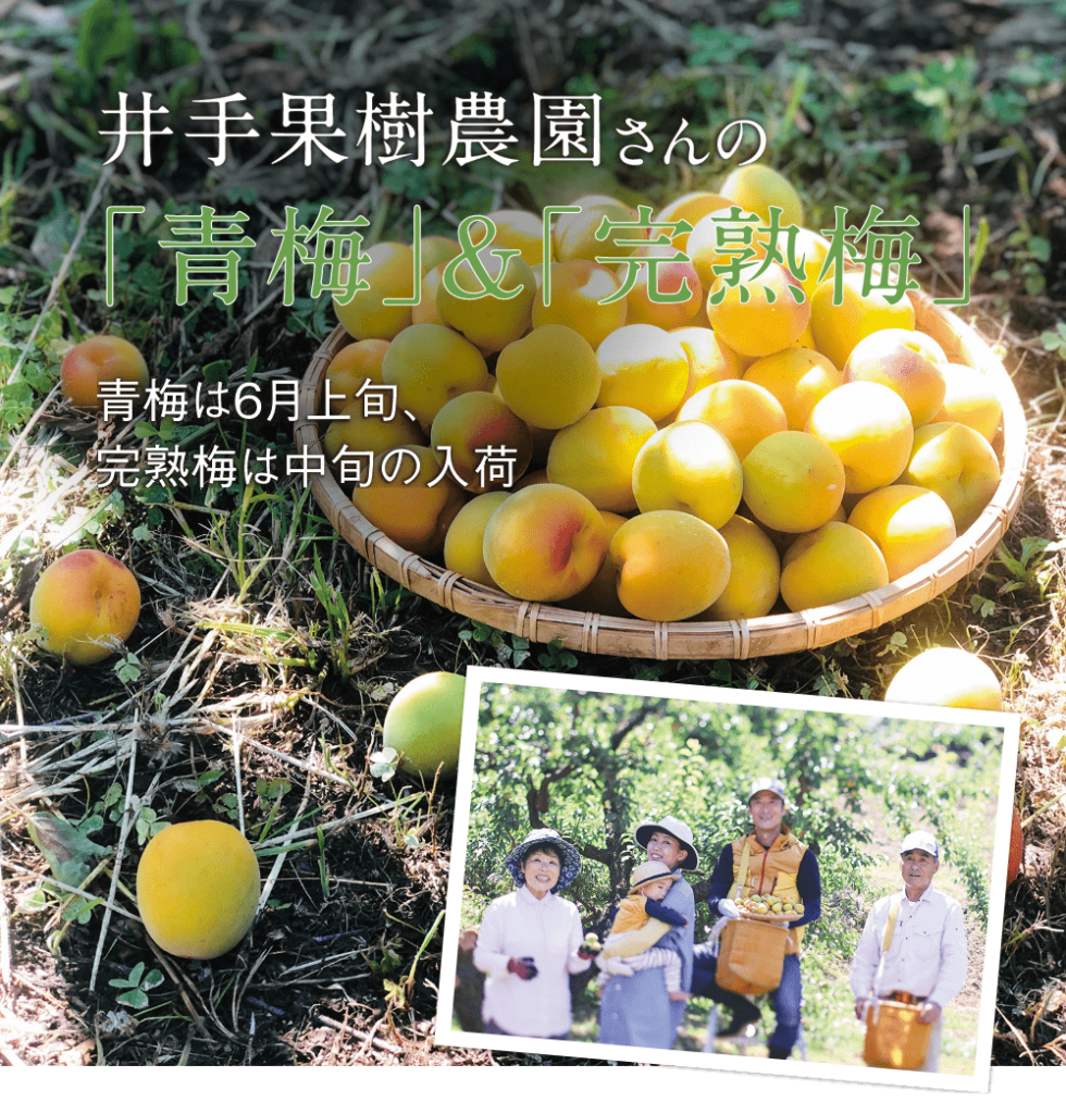 井手果樹農園青梅＆完熟梅