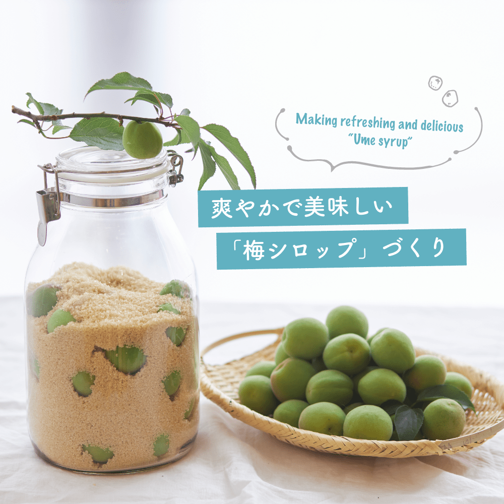 爽やかで美味しい「梅シロップ」づくり