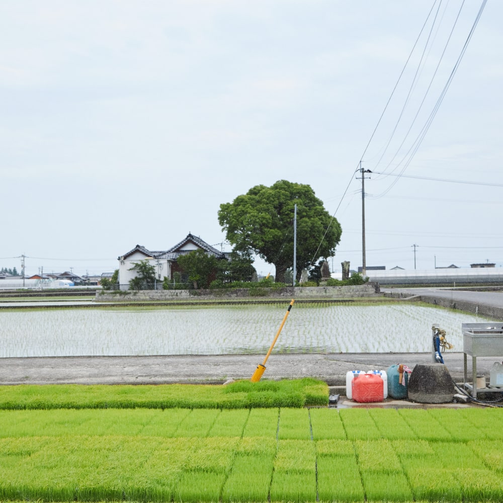苗箱に育った苗の緑