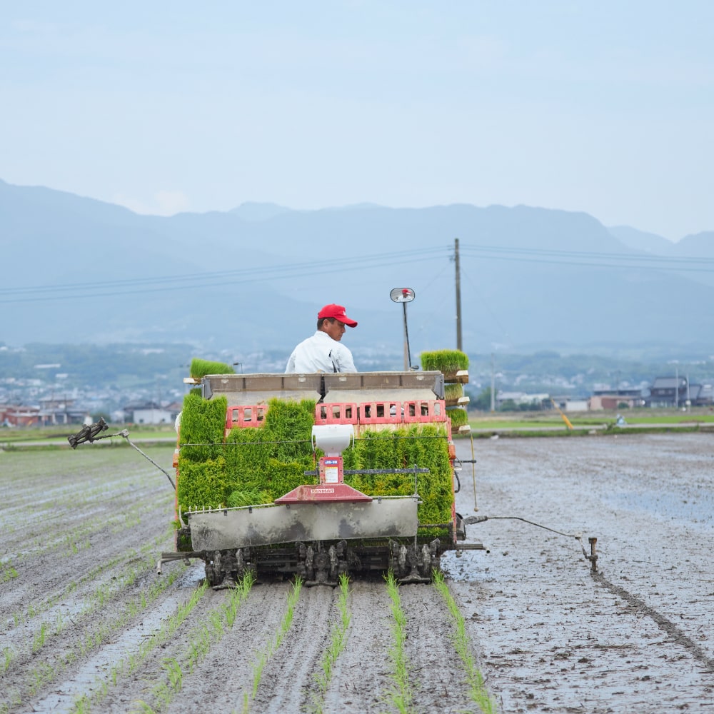 植え付け