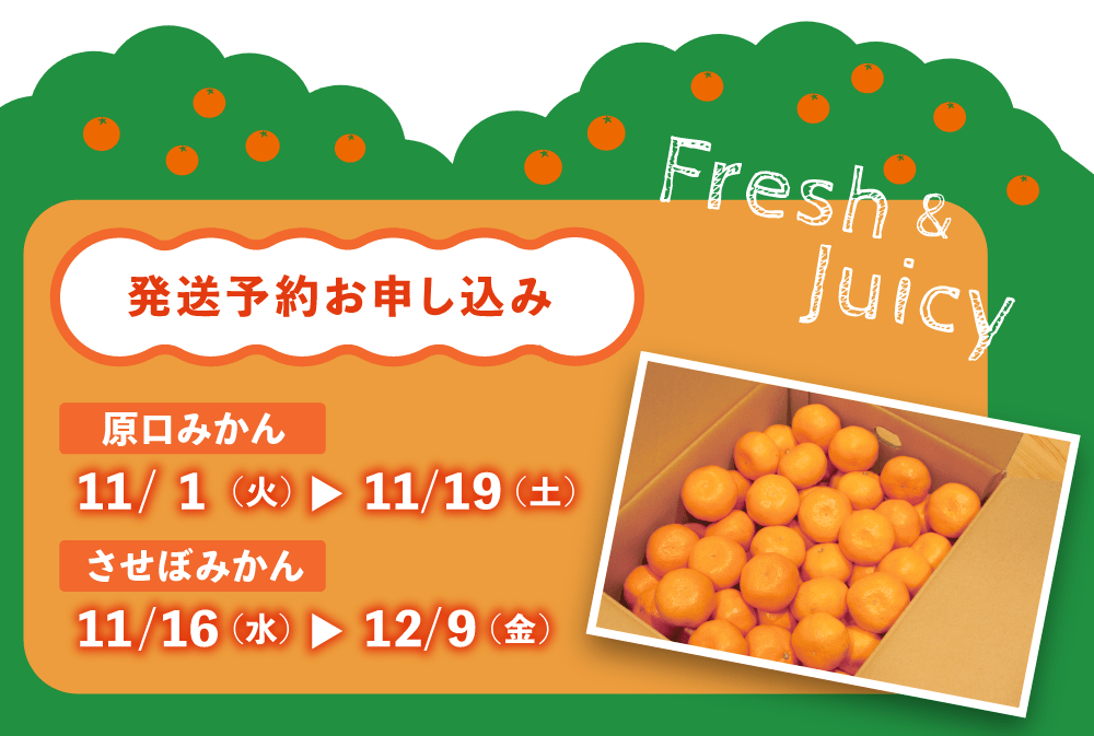 発送予約お申し込み
原口みかん
11/1 (火)→11/19 (土)
させぼみかん
11/16 (水)→12/9 (金)