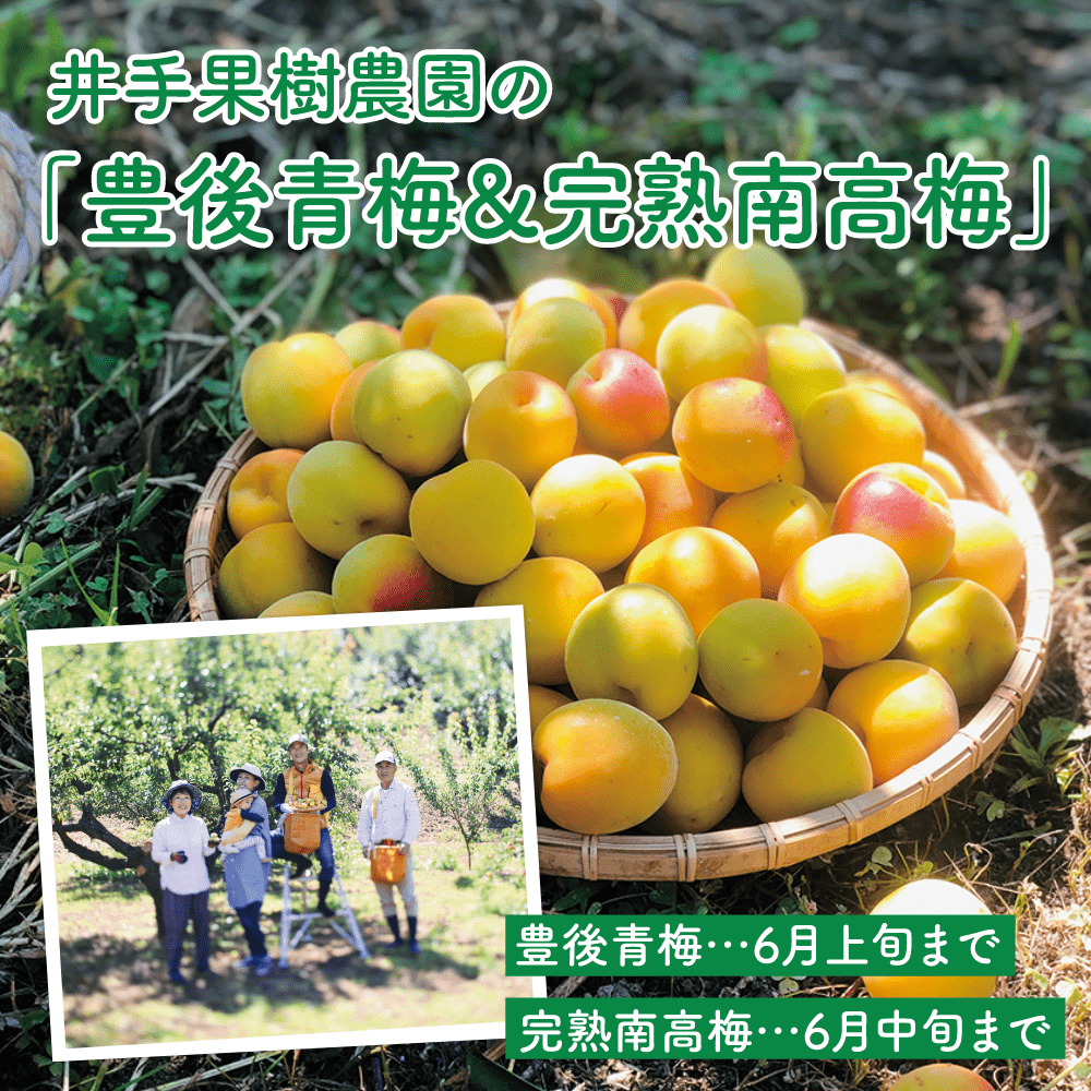井手果樹農園の
「豊後青梅&完熟南高梅」
豊後青梅…6月上旬まで
完熟南高梅…6月中旬まで